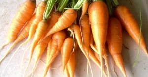 Baby carrot bunch, close