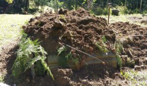 Biochar first pit soil covered