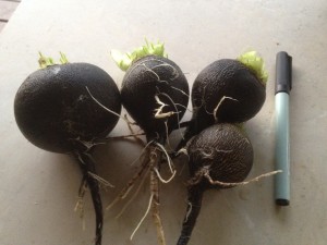 Black radish