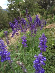 Blue bedding Salvia, one of the two common Salvias, makes a bright and long-lasting show