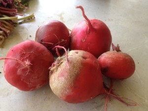 Chioggia beets bunch