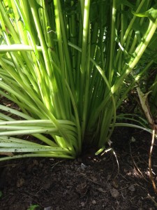 It's the leaf bases of dandelion chicory that make a good vegetable.