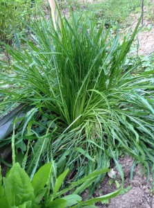 Dandelion chicory makes an attractive staple in the vegetable garden