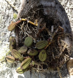 Dockrillia plant (tongue orchid)