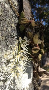 Dockrillia linguiformis