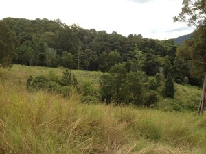 At the start there was just head-high grass and no path across.