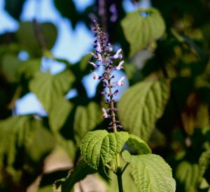 Salvia roscida flowers