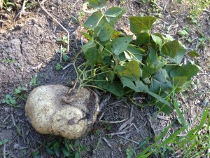 Jicama grows as a tuber beneath bean - like foliage.