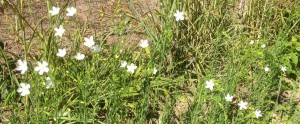 Linseed flowers, growing for chicken forage