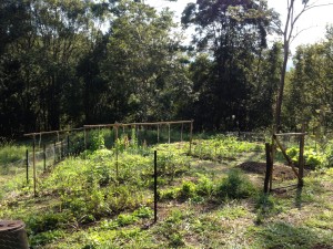 Seven months on, the mid levels are becoming a steadily productive garden.