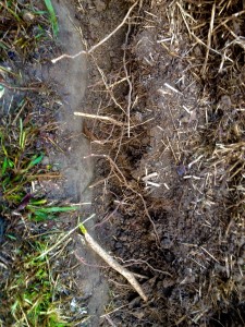 Close up of tree roots exposed by digging the perimeter ditch. Trees are to the left.