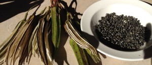 Okra pods and seeds