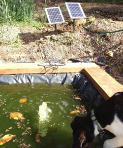 The solar pump is easily powerful enough to pump nutrient up to the greenhouses.