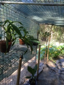 Shade house interior