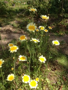 Pretty in the garden as well as edible, growing shungiku or edible chrysanthemum