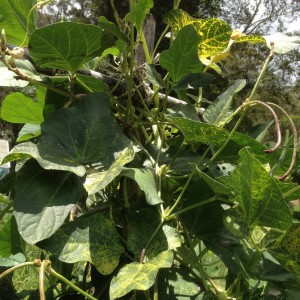 snake beans are a stong climber