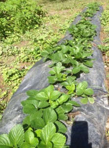 Strawberry bed July 1