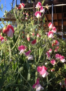 sweet peas