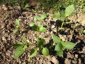 Growing tomatillos in a subtropical plot: the winter sowing of purple tomatillos has sprouted after some rain.