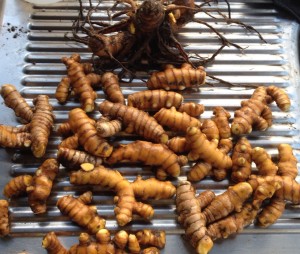 Turmeric cleaned. Growing turmeric at home