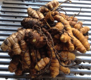 Turmeric lifted. Growing turmeric at home