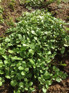 Growing watercress in a drainage ditch.