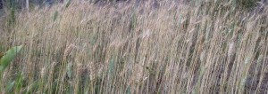 Wheat ripening