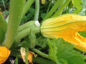 Zucchini female flower