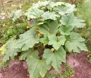 Growing zucchini plants