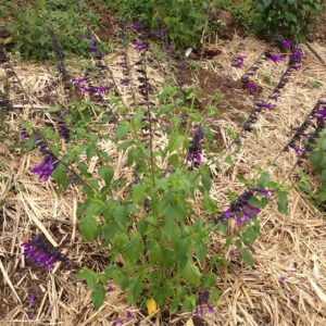 Salvia 'amistad'