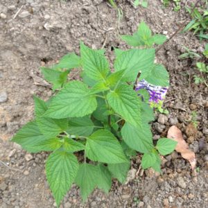 Salvia 'amistad'