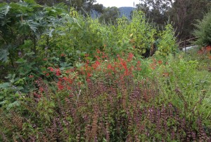 basil sage and chia flowers