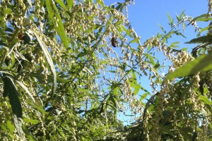 bee in mugwort