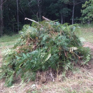 biochar pile with bracken