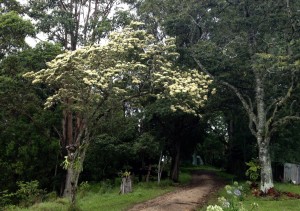 The brown kurrajong is our local Christmas tree.