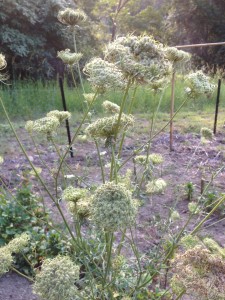 carrot seed head