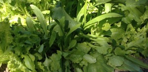 celtuce in mixed lettuce