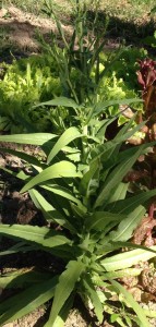 celtuce tall