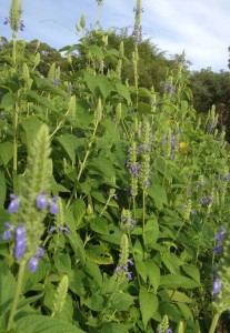 Chia flowers