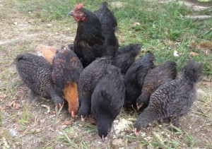 foster hen and chicks