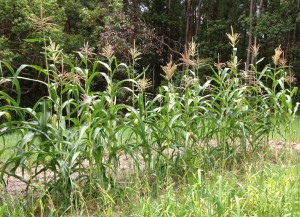 corn crop