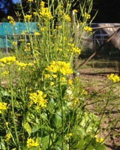 gai lan flowers