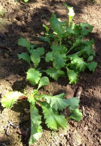 green mustard seedlings