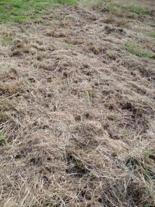 Cut hay is a useful resource