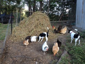 hay stack