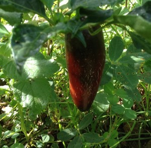 red jalapeno chilis