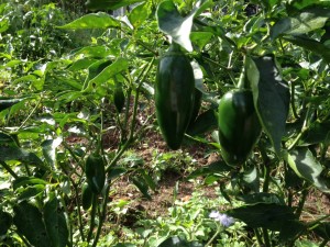 jalapeno plants