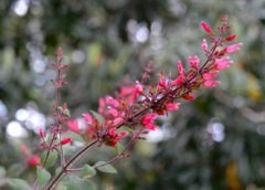 Salvia karwinskii