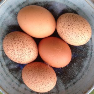 eggs from feeding lablab beans