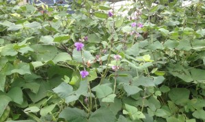 Lablab bean flowers are pretty and edible.